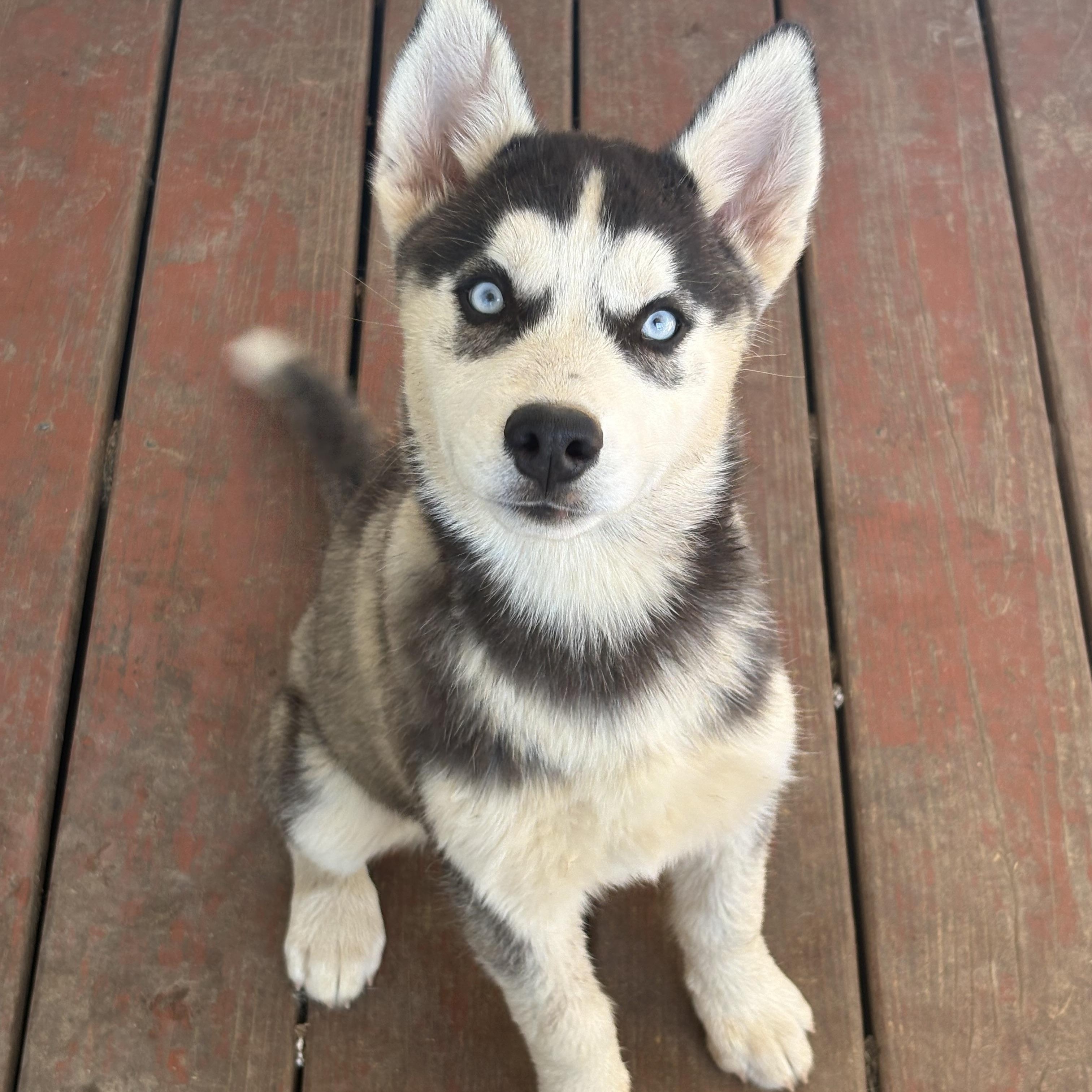 Enlarge Voodoo, an adopted Husky in Knoxville, TN image 1/1