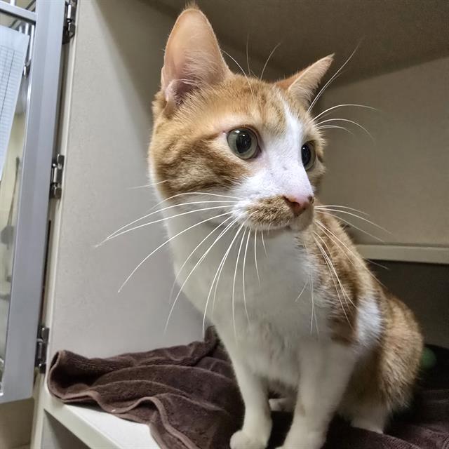 MEOW, Adoptable, Adult Male Domestic Short Hair.