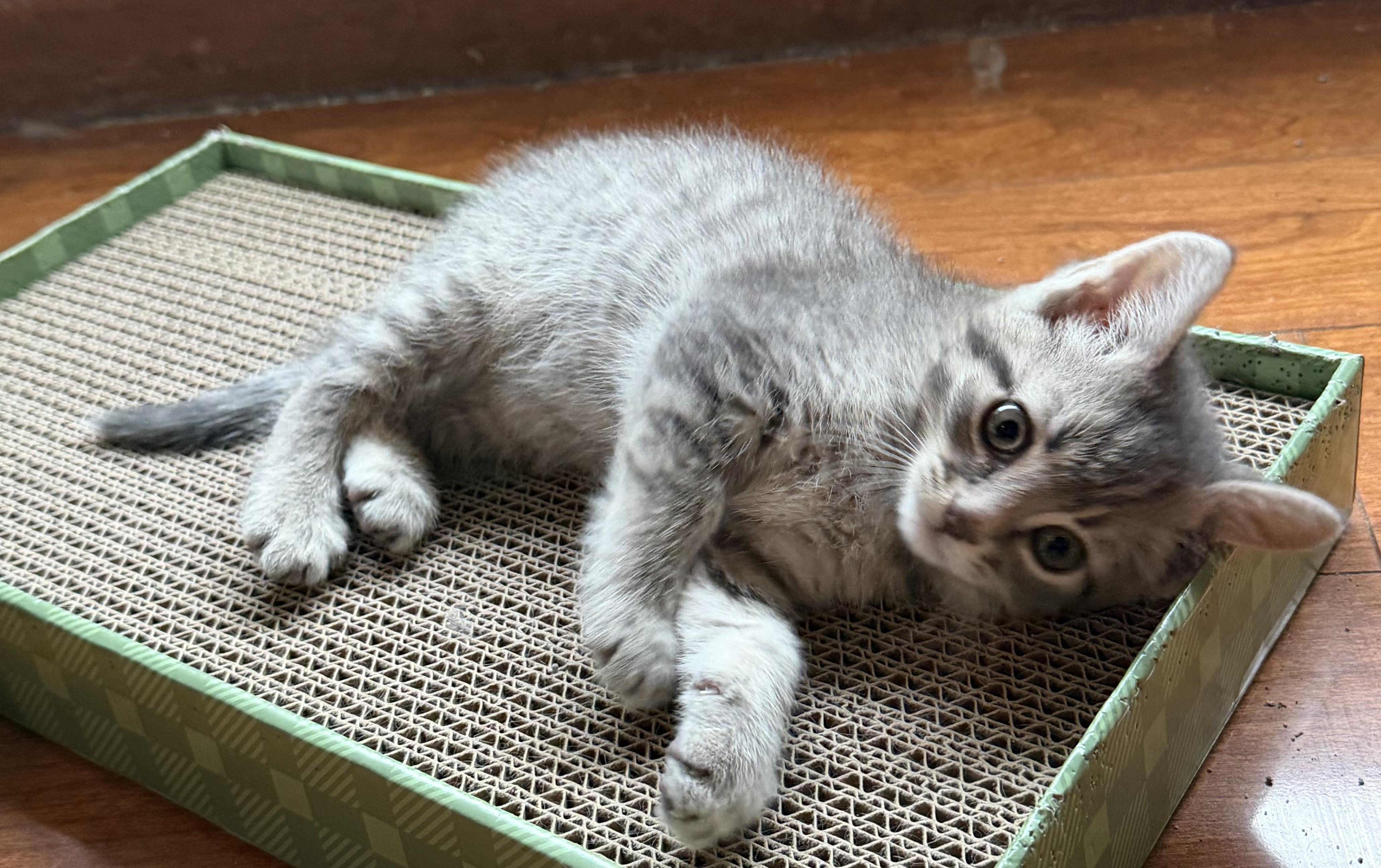 Enlarge Walter, an adopted Domestic Short Hair in Williamsville, NY image 1/1