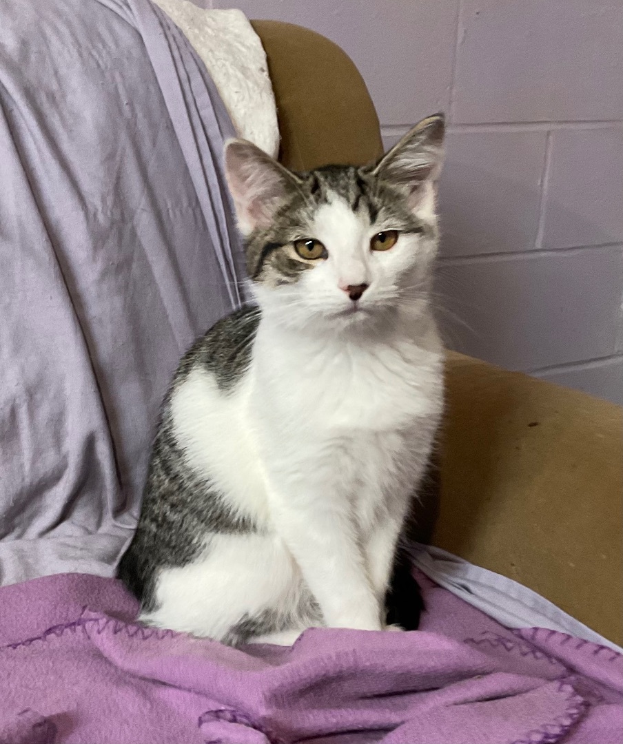 Wednesday, a Adoptable mixed breed in Avonmore, PA image 1/2