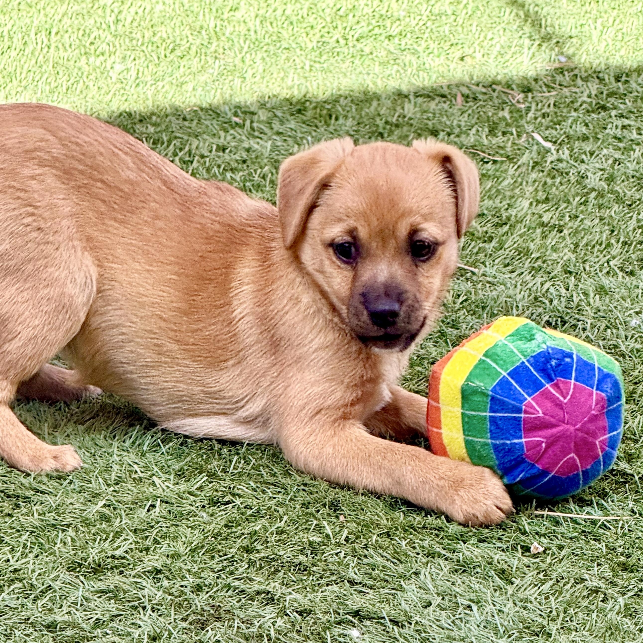 Enlarge Snickers, an adopted mixed breed in modesto, CA image 2/4