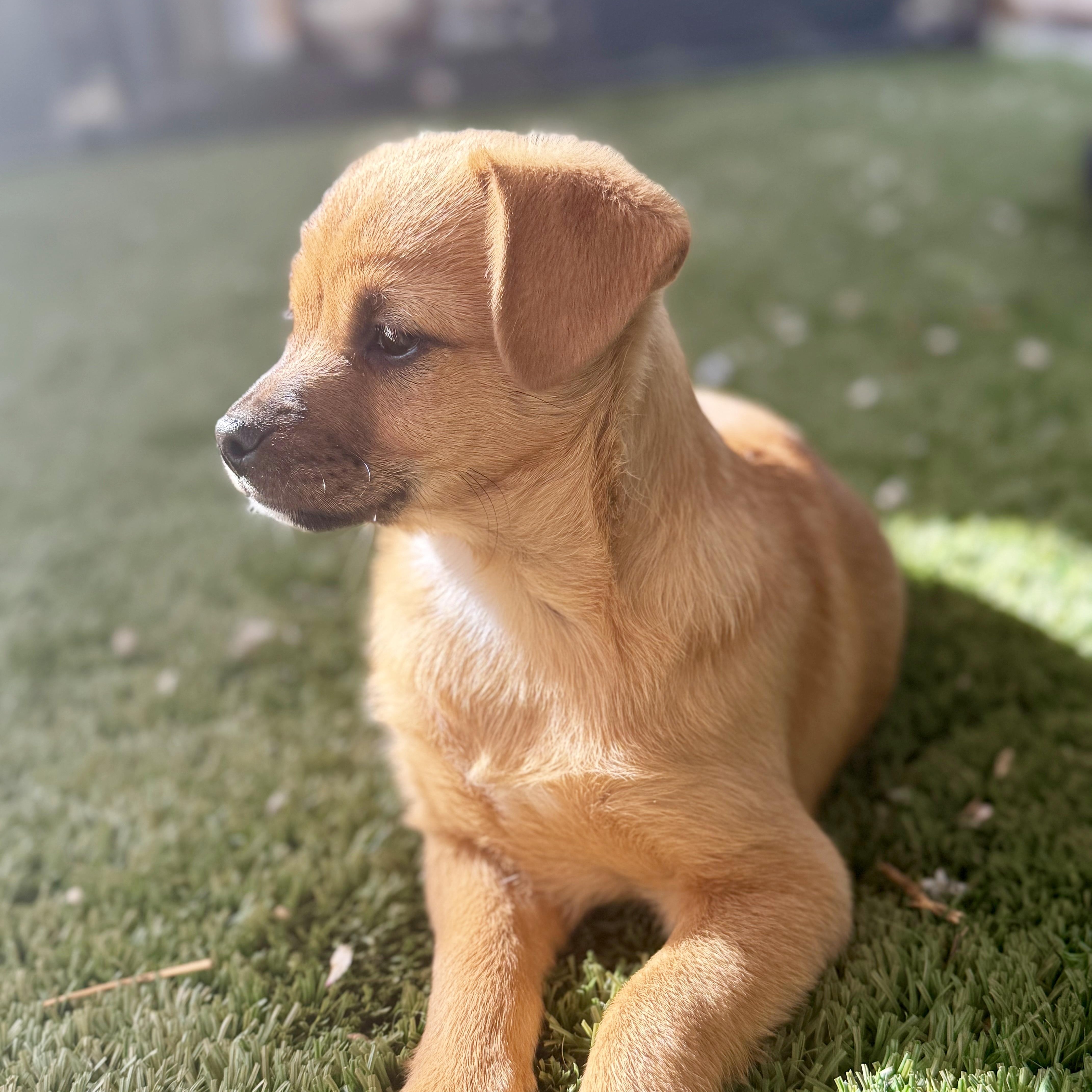 Enlarge Snickers, an adopted mixed breed in modesto, CA image 1/4