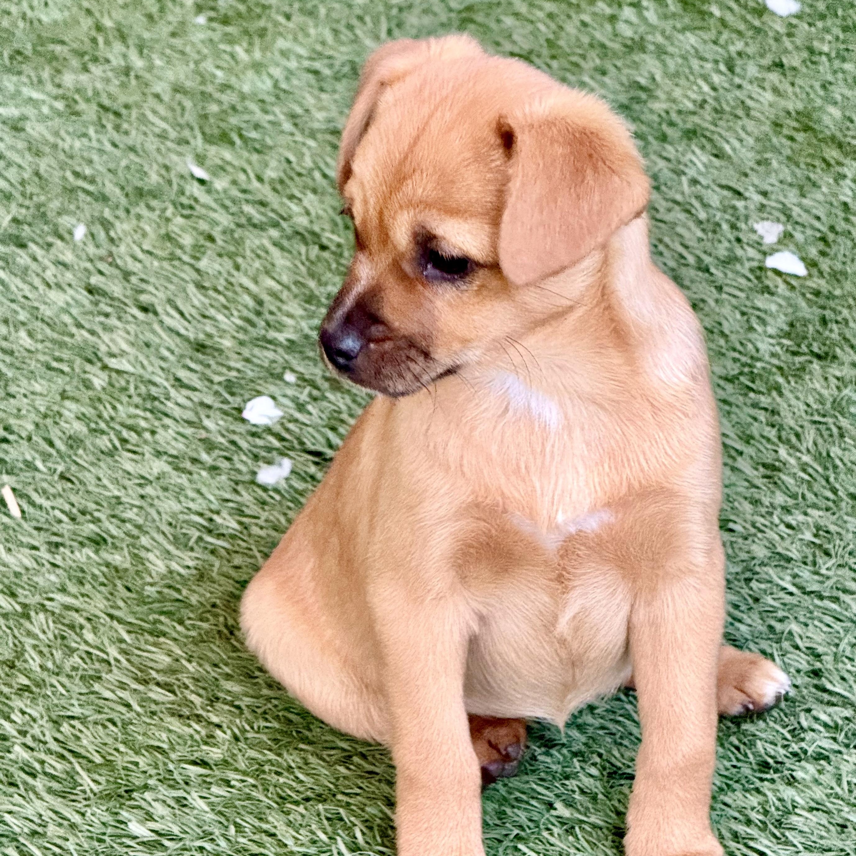 Enlarge Snickers, an adopted mixed breed in modesto, CA image 4/4