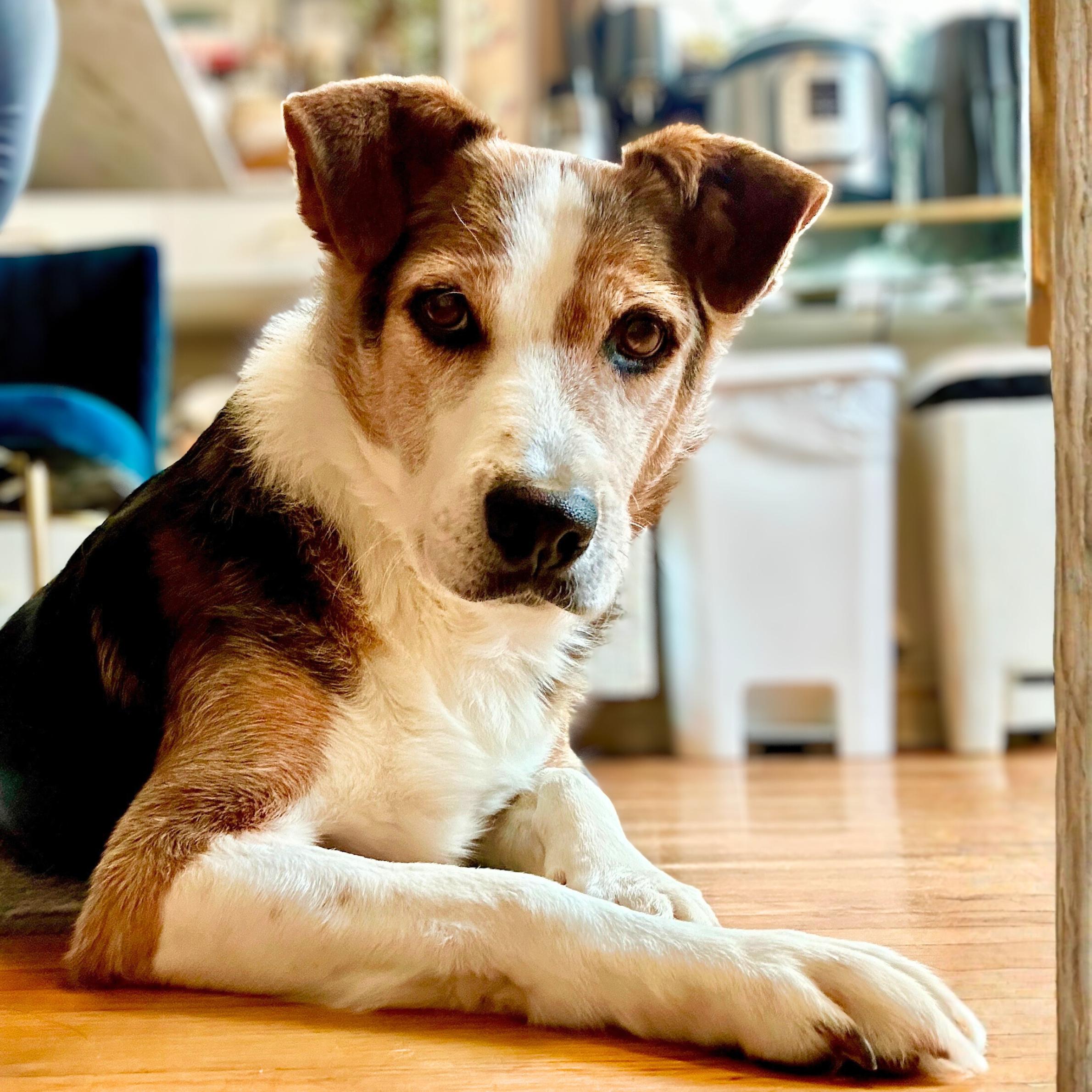 Derry, Adoptable, Senior Male Beagle & Shepherd.
