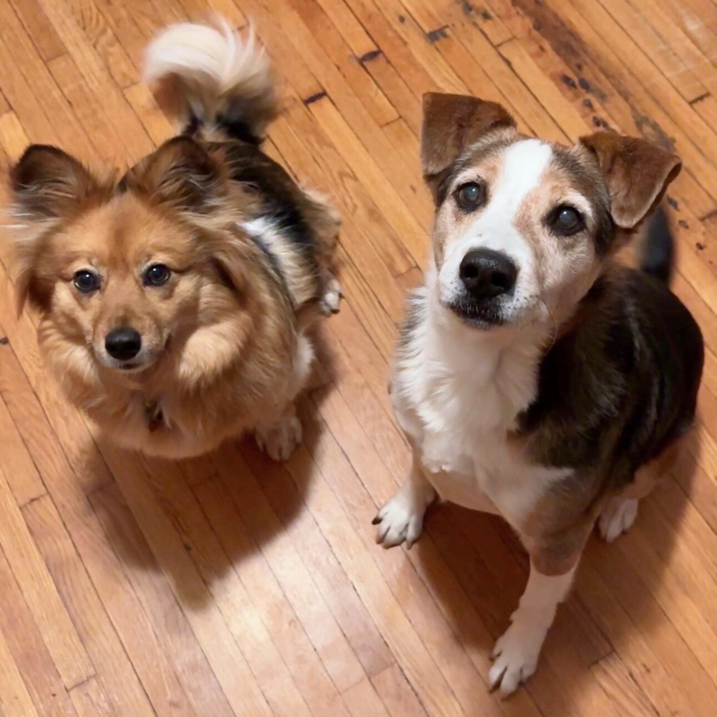 Derry — thumbnail 4