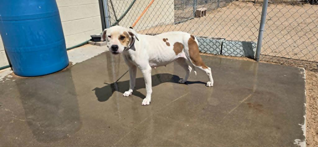 Rizzo, Adoptable, Young Female Pit Bull Terrier.
