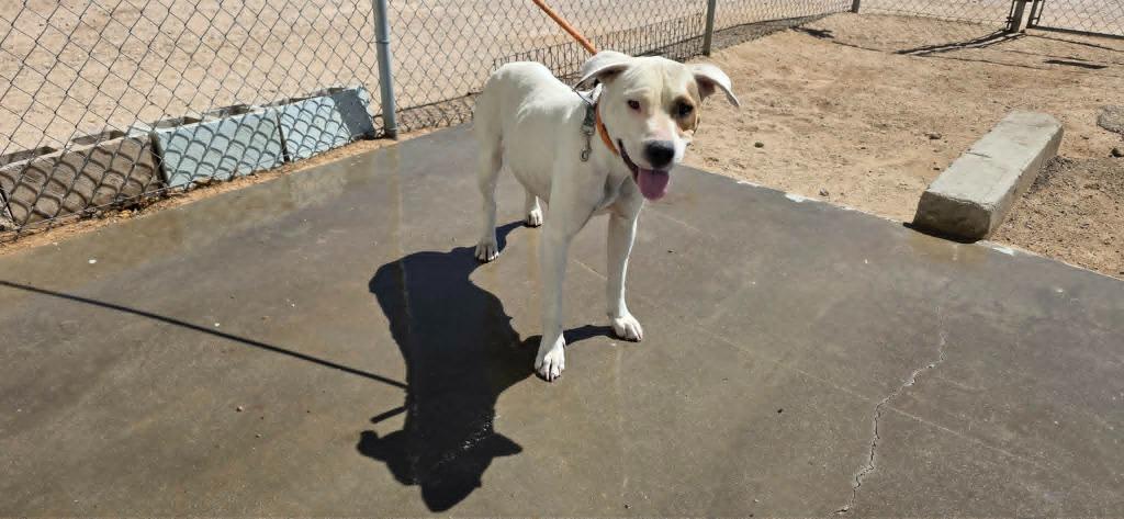 Rizzo, a Adoptable mixed breed in California City, CA image 2/2