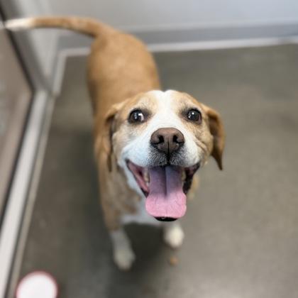 Lilly Pad, Adoptable, Senior Female Mixed Breed & Mixed Breed.