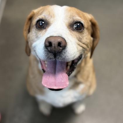 Enlarge Lilly Pad, a Adoptable mixed breed in Janesville, WI image 2/3
