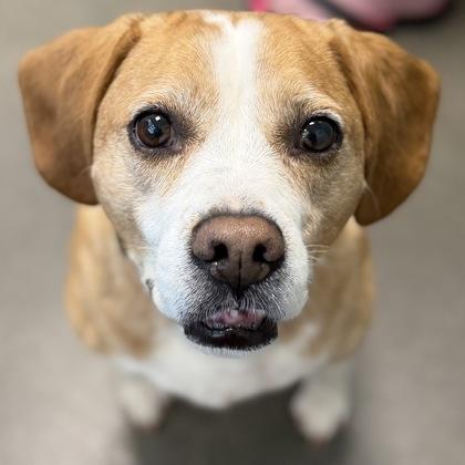 Enlarge Lilly Pad, a Adoptable mixed breed in Janesville, WI image 3/3