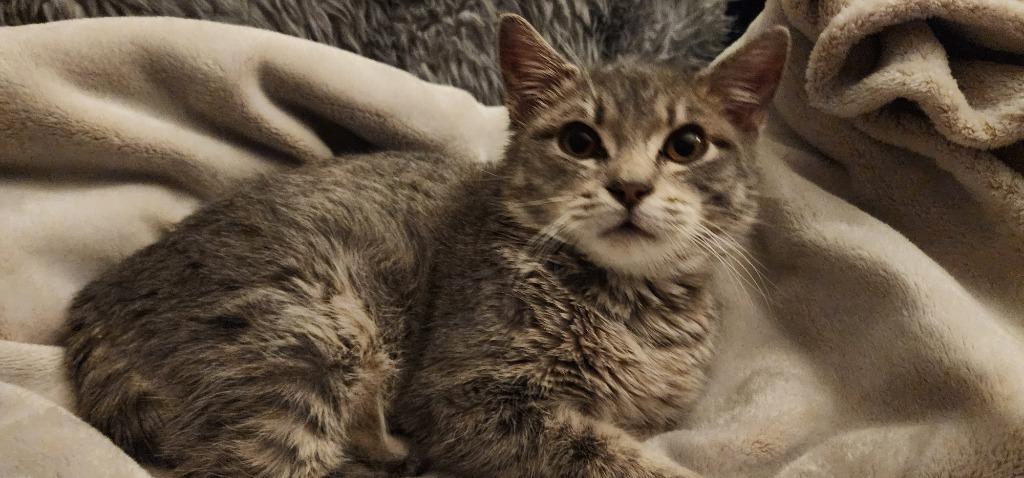 Caesar, Adoptable, Young Male Domestic Short Hair.