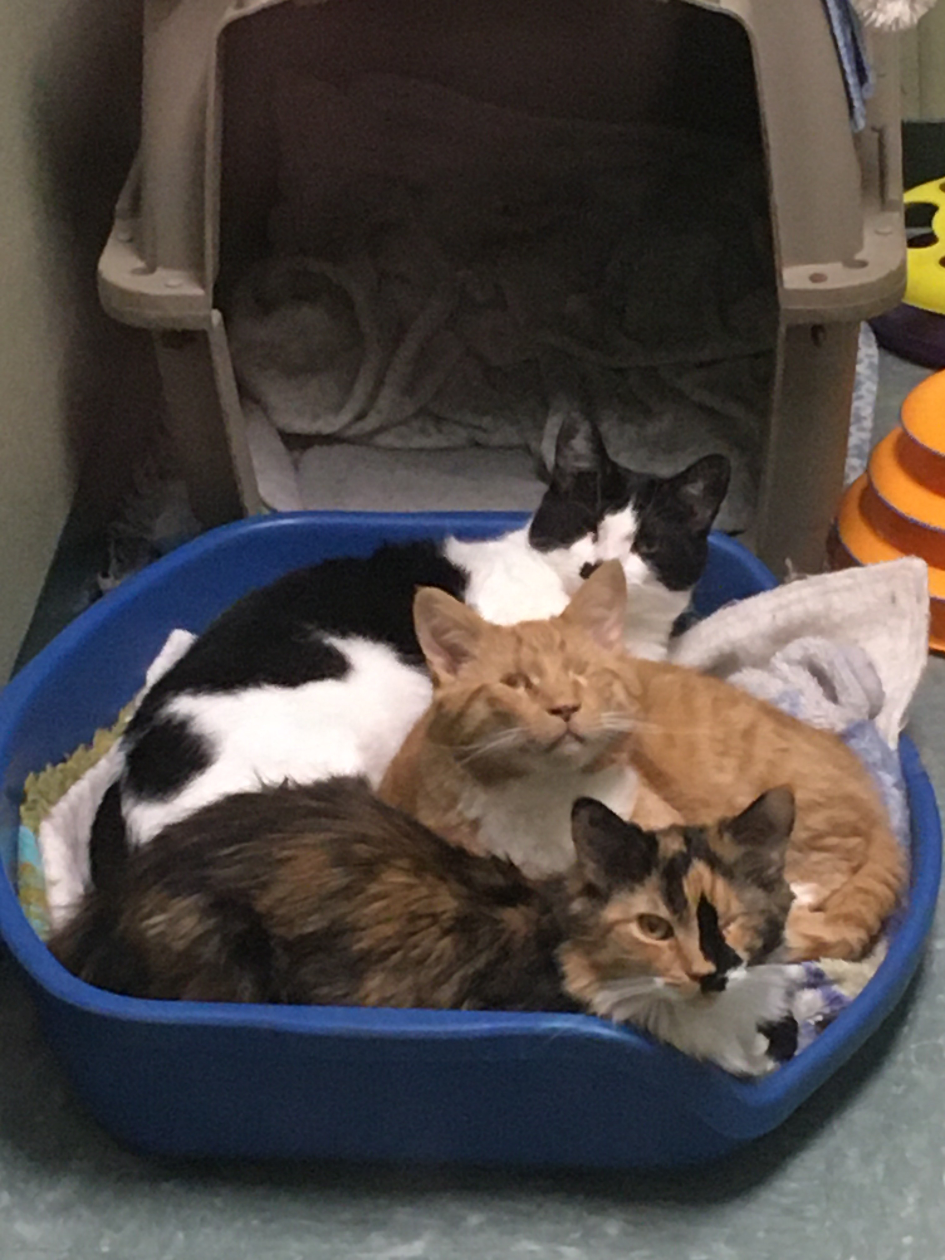 Elsie & Stevie, Adoptable, Adult Female Domestic Short Hair.