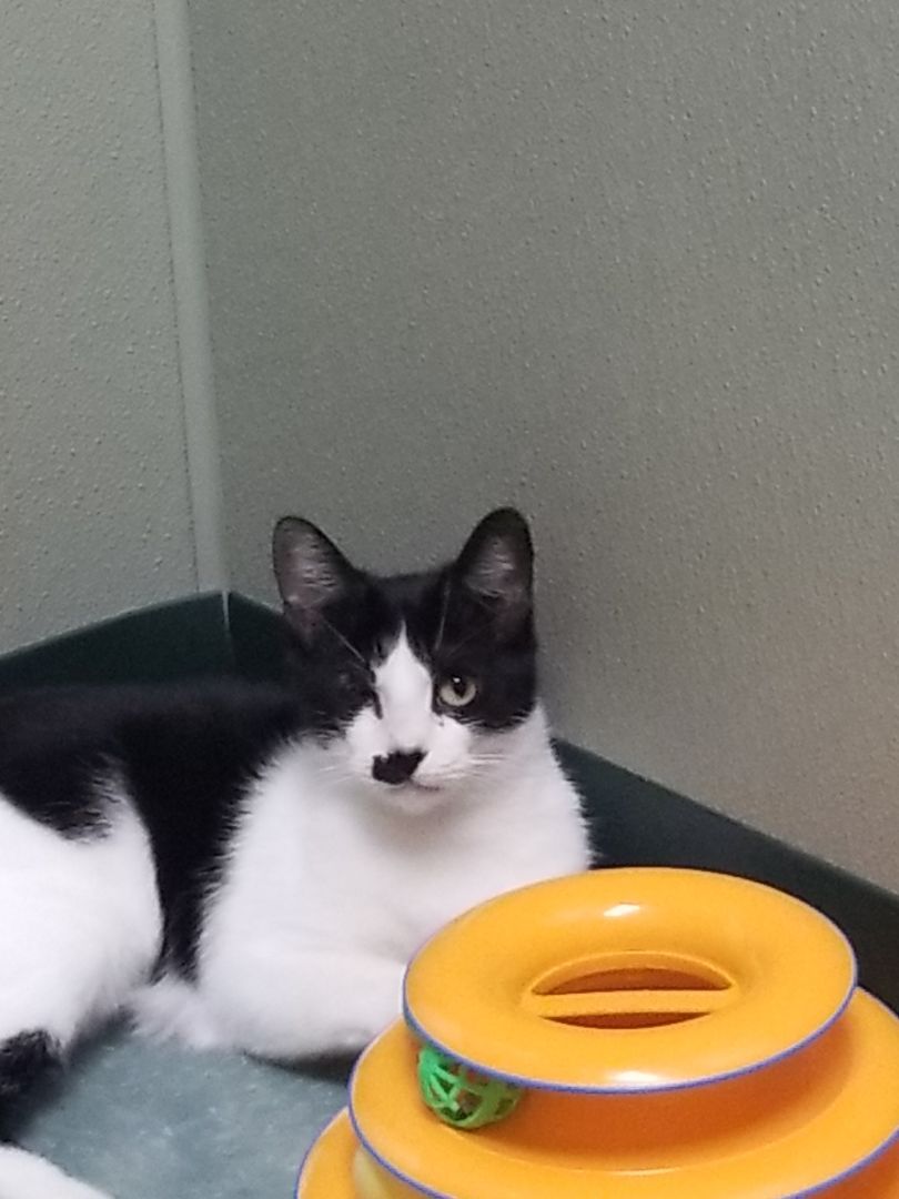 Elsie & Stevie, a Adoptable mixed breed in Warwick, RI image 2/4