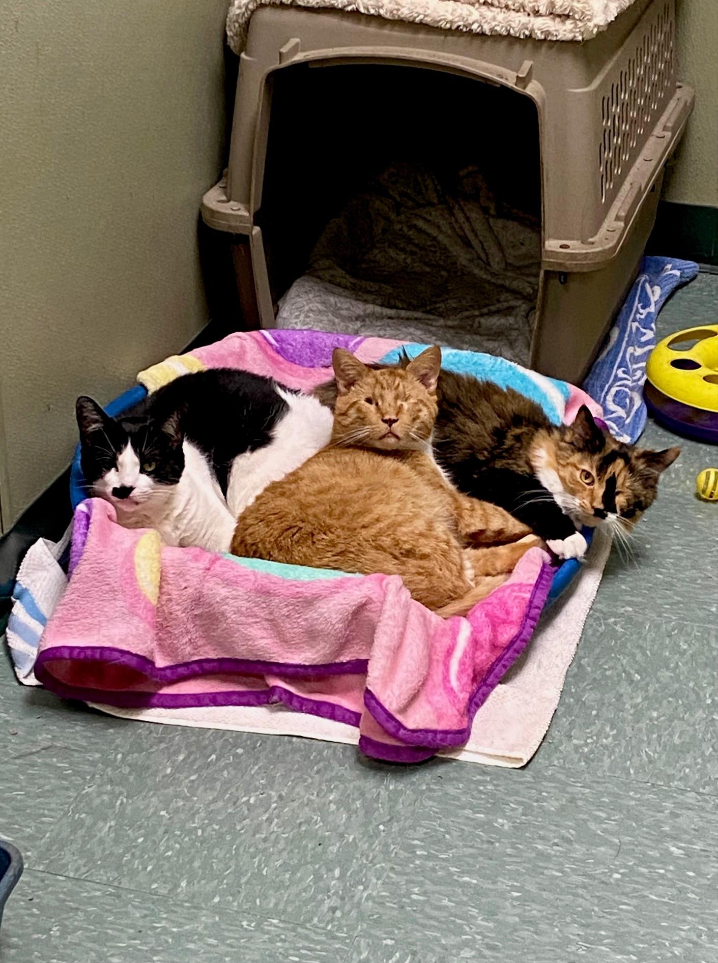 Elsie, Stevie & Jenny, Adoptable, Adult Female Domestic Short Hair.
