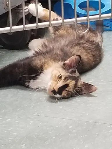 Enlarge Elsie, Stevie & Jenny, a Adoptable mixed breed in Warwick, RI image 2/5