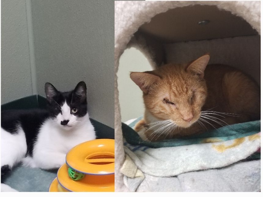 Elsie & Stevie, a Adoptable mixed breed in Warwick, RI image 3/4