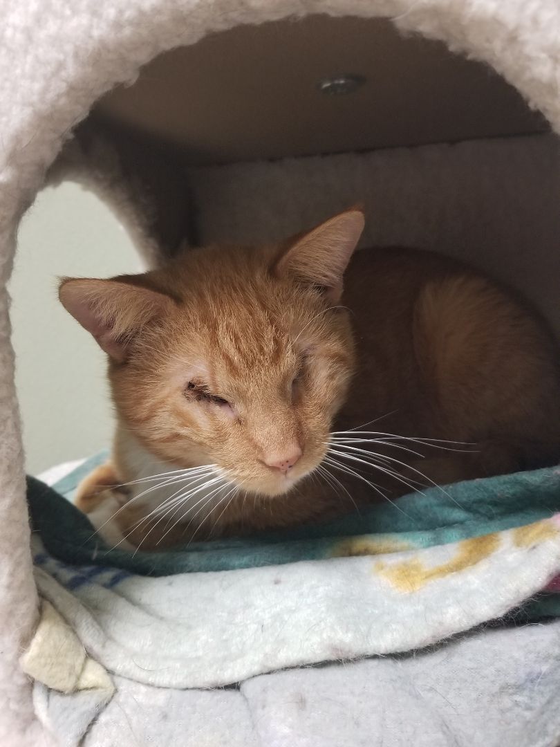 Elsie & Stevie, a Adoptable mixed breed in Warwick, RI image 4/4