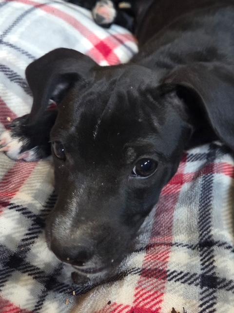 Enlarge Heath Candy, a Adoptable mixed breed in Woburn, MA image 4/5