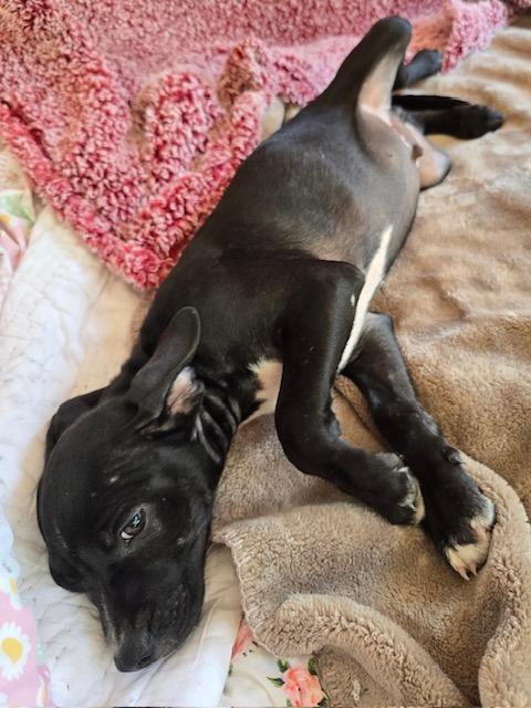 Enlarge Heath Candy, a Adoptable mixed breed in Woburn, MA image 5/5