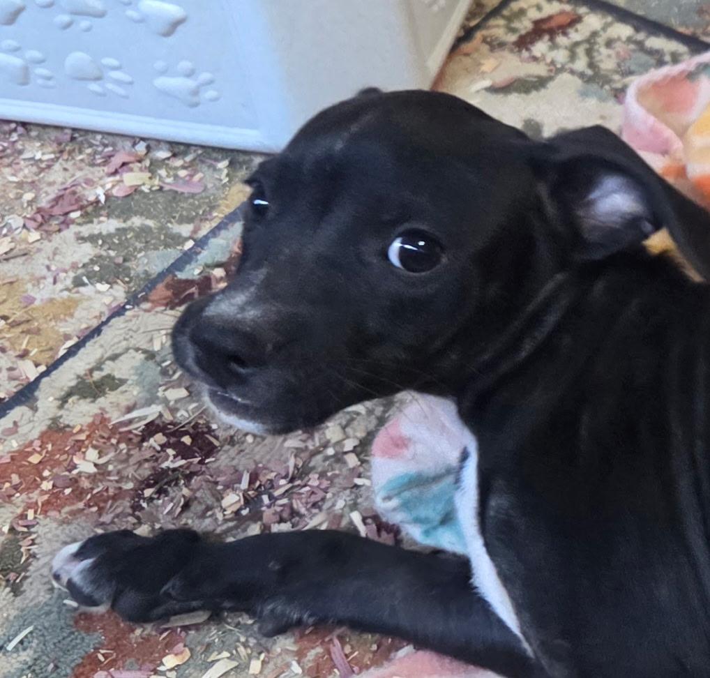 Enlarge Heath Candy, a Adoptable mixed breed in Woburn, MA image 2/5