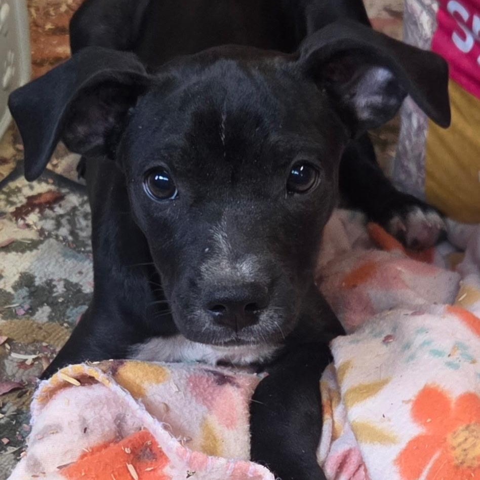 Enlarge Heath Candy, a Adoptable mixed breed in Woburn, MA image 1/5