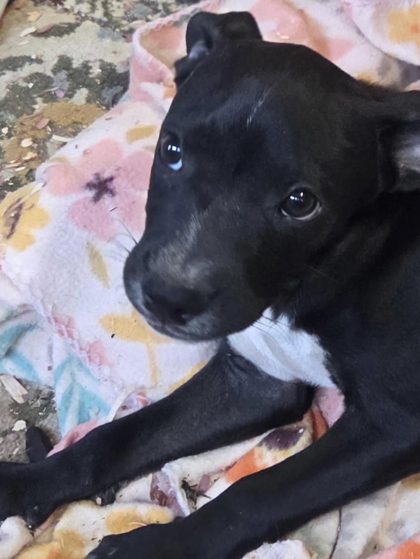 Enlarge Heath Candy, a Adoptable mixed breed in Woburn, MA image 3/5