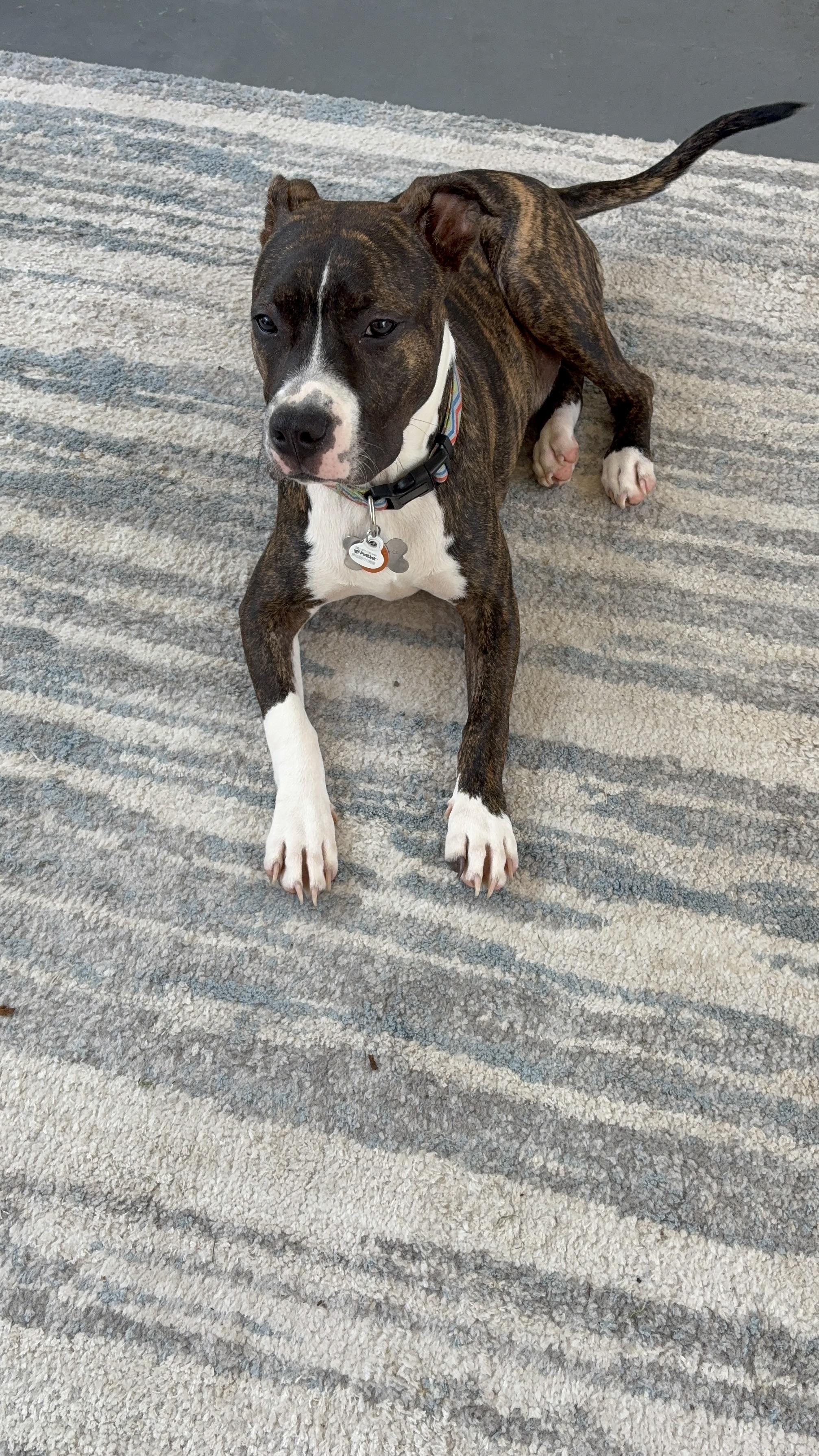 Enlarge Courtesy - Breeze, a ADOPTABLE mixed breed in Mobile, AL image 1/1