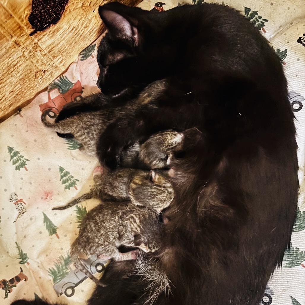 Pete, Adoptable, Kitten Male Domestic Short Hair.