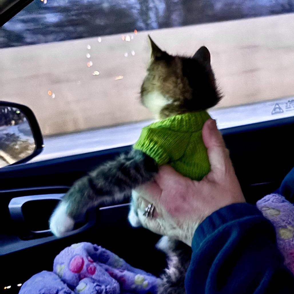 Pete, a Adoptable Domestic Short Hair in Wheeling, IL image 2/6