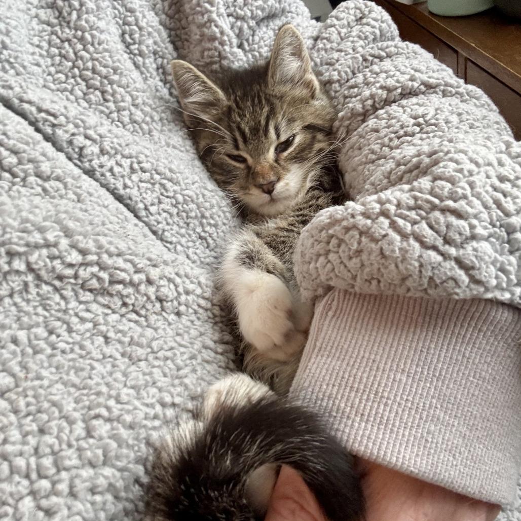 Pete, a Adoptable Domestic Short Hair in Wheeling, IL image 3/6