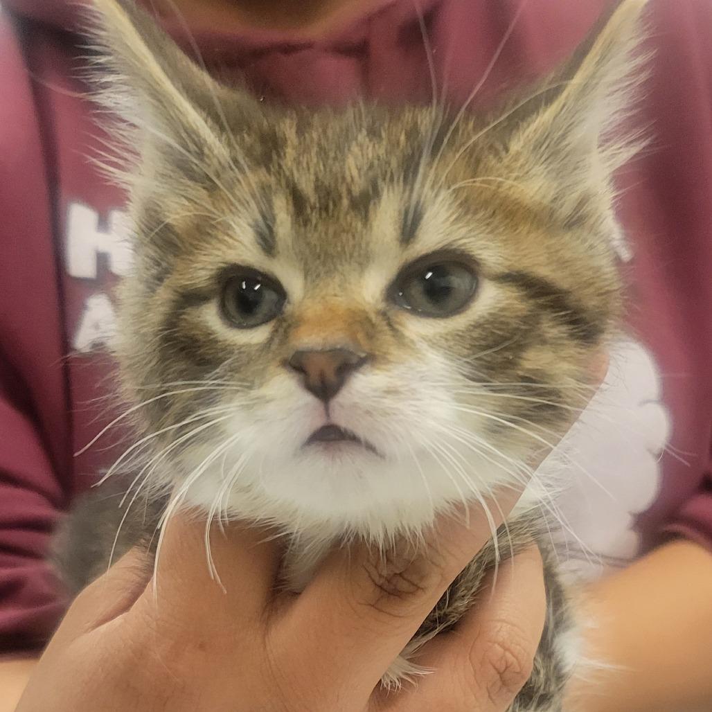 Pete, a Adoptable Domestic Short Hair in Wheeling, IL image 4/6