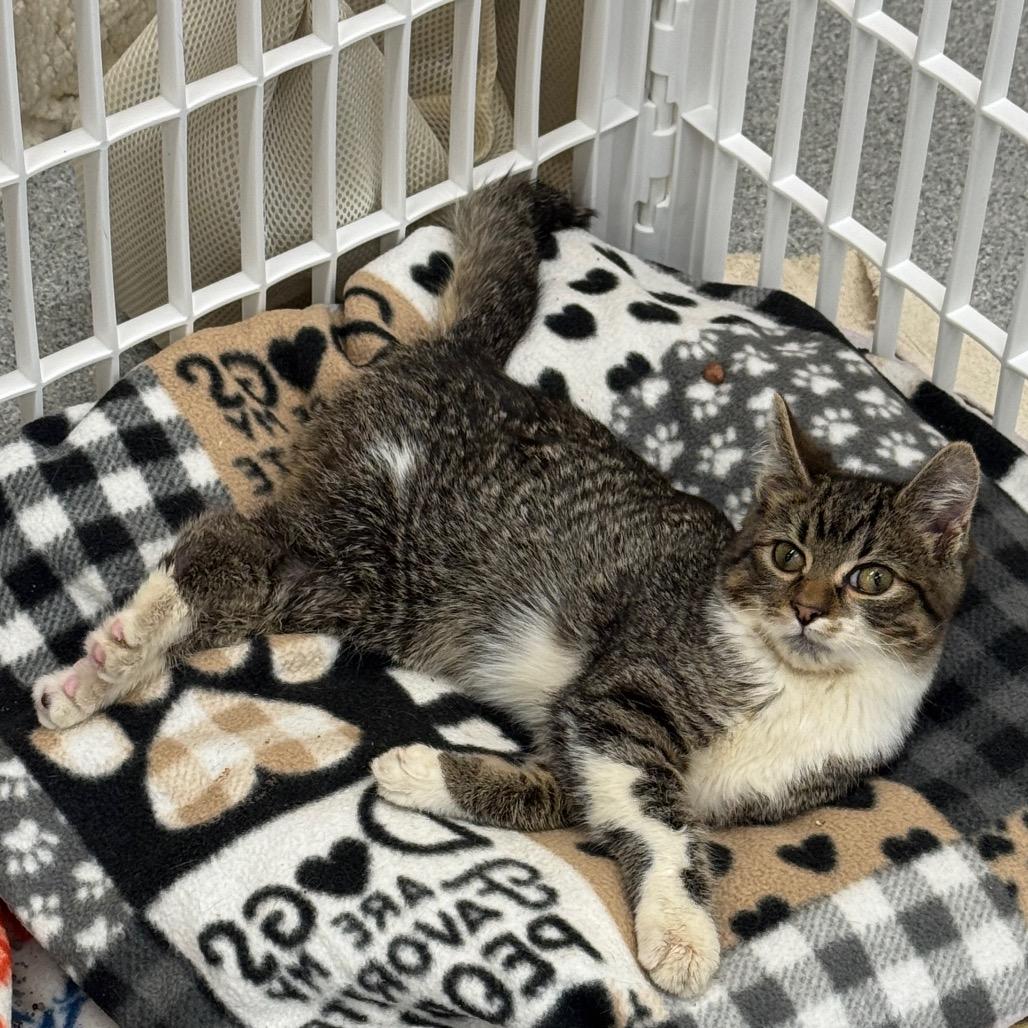 Enlarge Pete, a Adoptable Domestic Short Hair in Wheeling, IL image 5/6