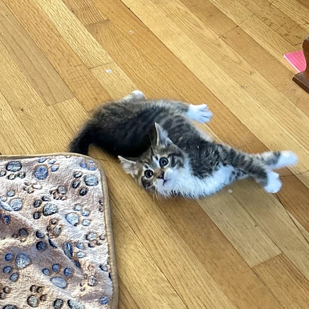 Pete, a Adoptable Domestic Short Hair in Wheeling, IL image 6/6