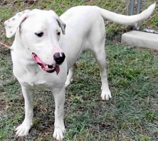 Nala, a ADOPTABLE mixed breed in Chelmsford, MA image 3/5