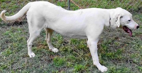 Nala, a ADOPTABLE mixed breed in Chelmsford, MA image 4/5