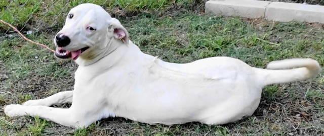Nala, a ADOPTABLE mixed breed in Chelmsford, MA image 5/5
