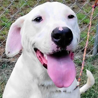 Nala, a ADOPTABLE mixed breed in Chelmsford, MA image 1/5