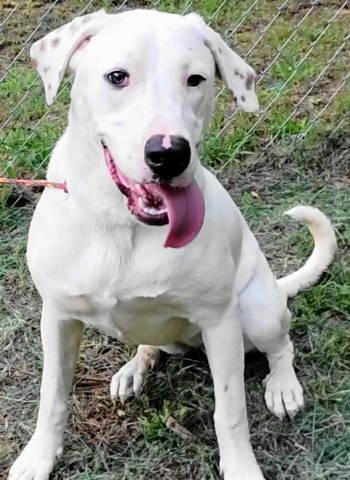 Nala, a ADOPTABLE mixed breed in Chelmsford, MA image 2/5