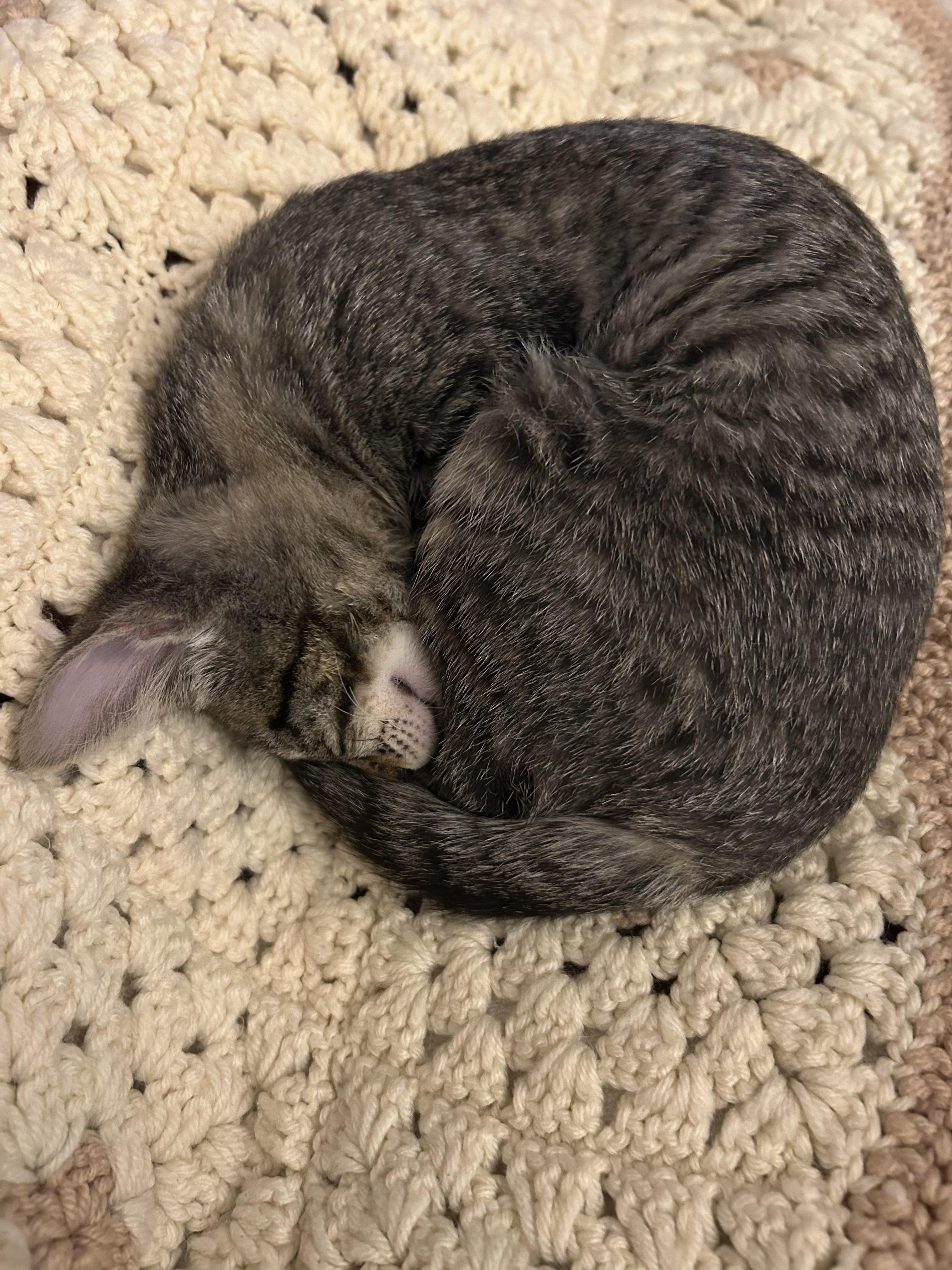 Lulu & BooBoo, a Bonded Pair