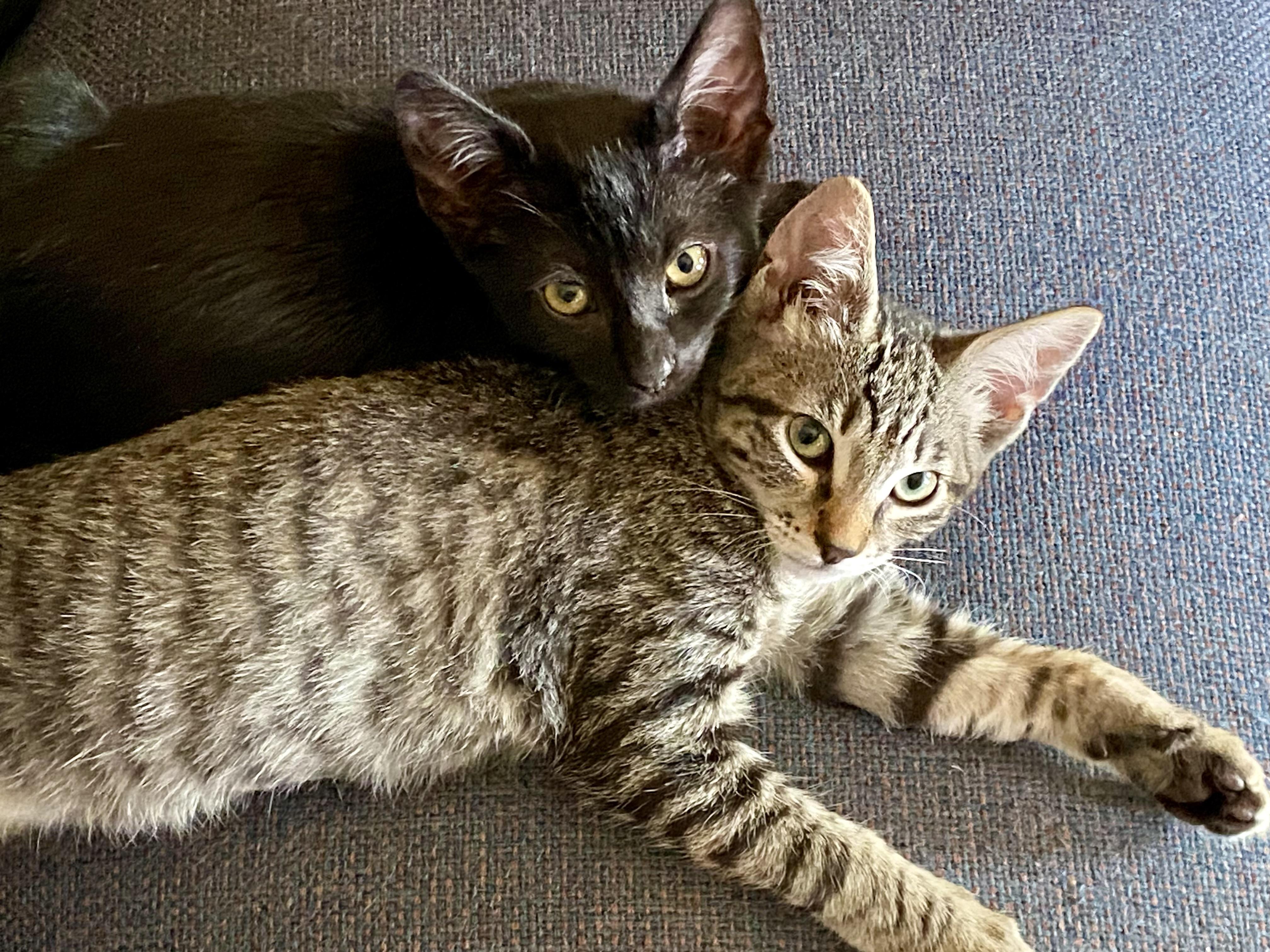Enlarge Lulu & BooBoo, a Bonded Pair, a Adoptable Domestic Short Hair in Tillamook, OR image 3/5