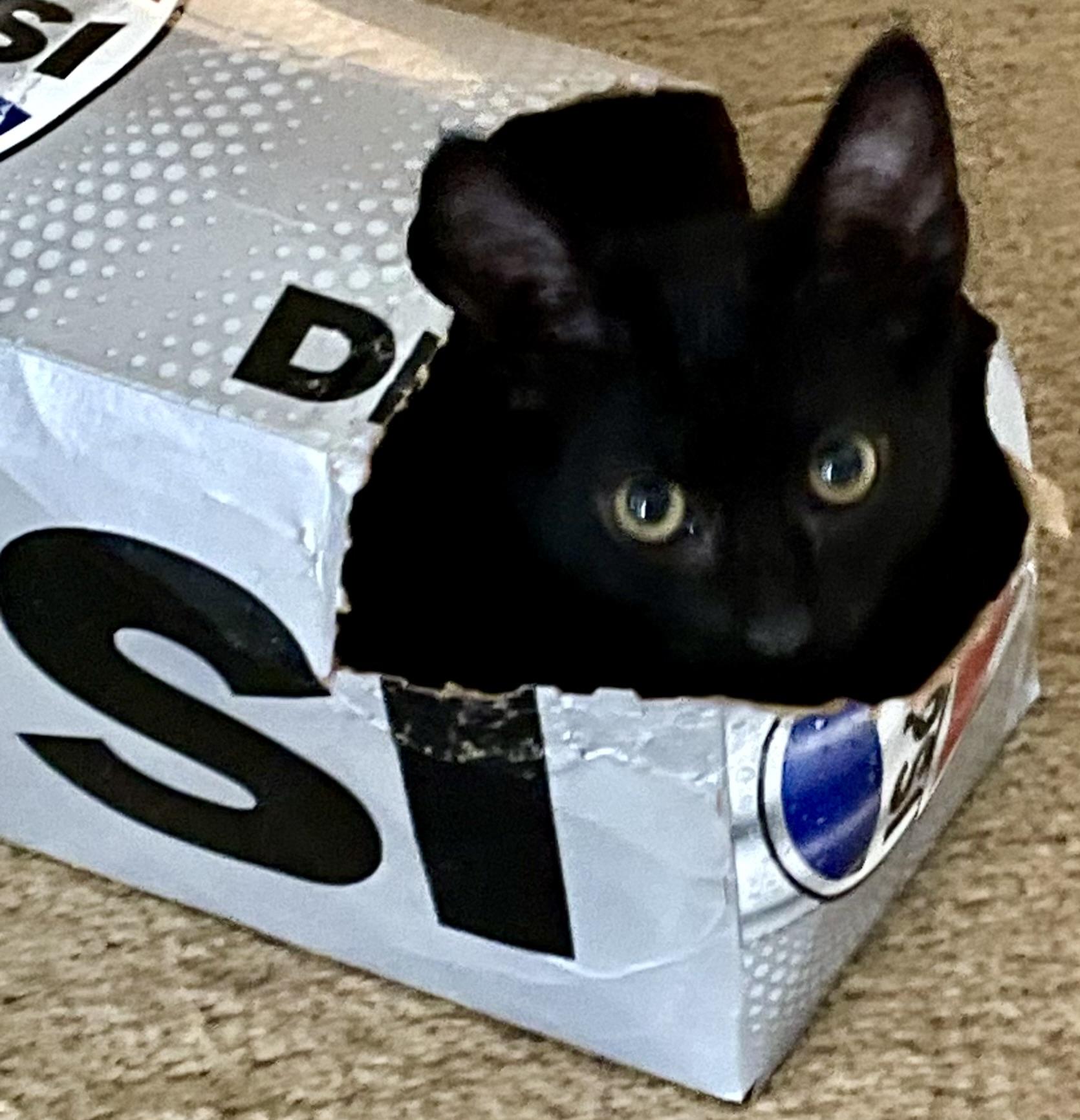 Enlarge Lulu & BooBoo, a Bonded Pair, a Adoptable Domestic Short Hair in Tillamook, OR image 4/5