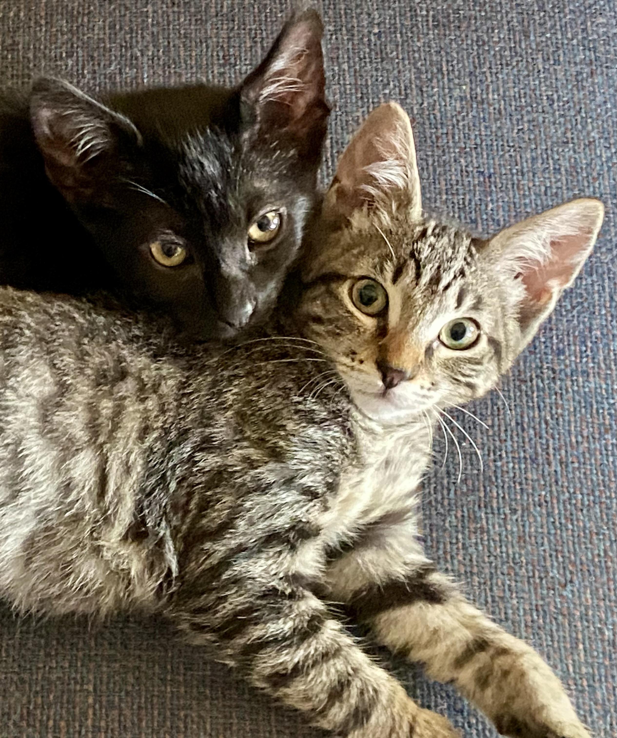 Lulu & BooBoo, a Bonded Pair