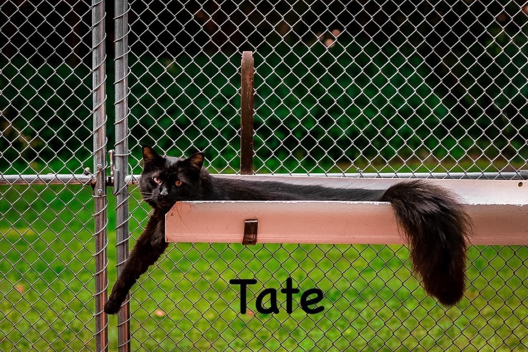 Tate, a Adoptable Domestic Medium Hair in Springfield, OH image 1/4