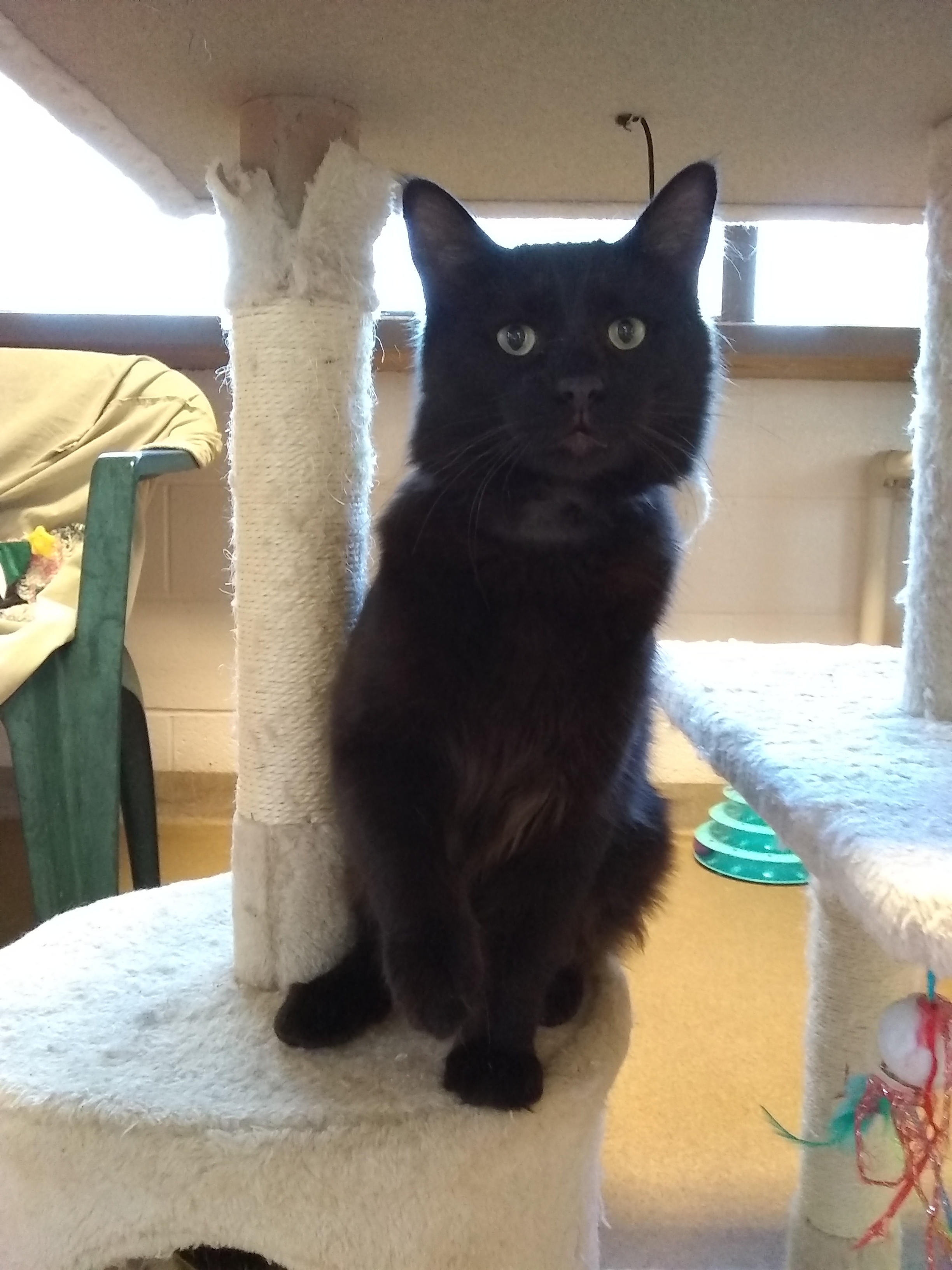 Tate, a Adoptable Domestic Medium Hair in Springfield, OH image 2/4