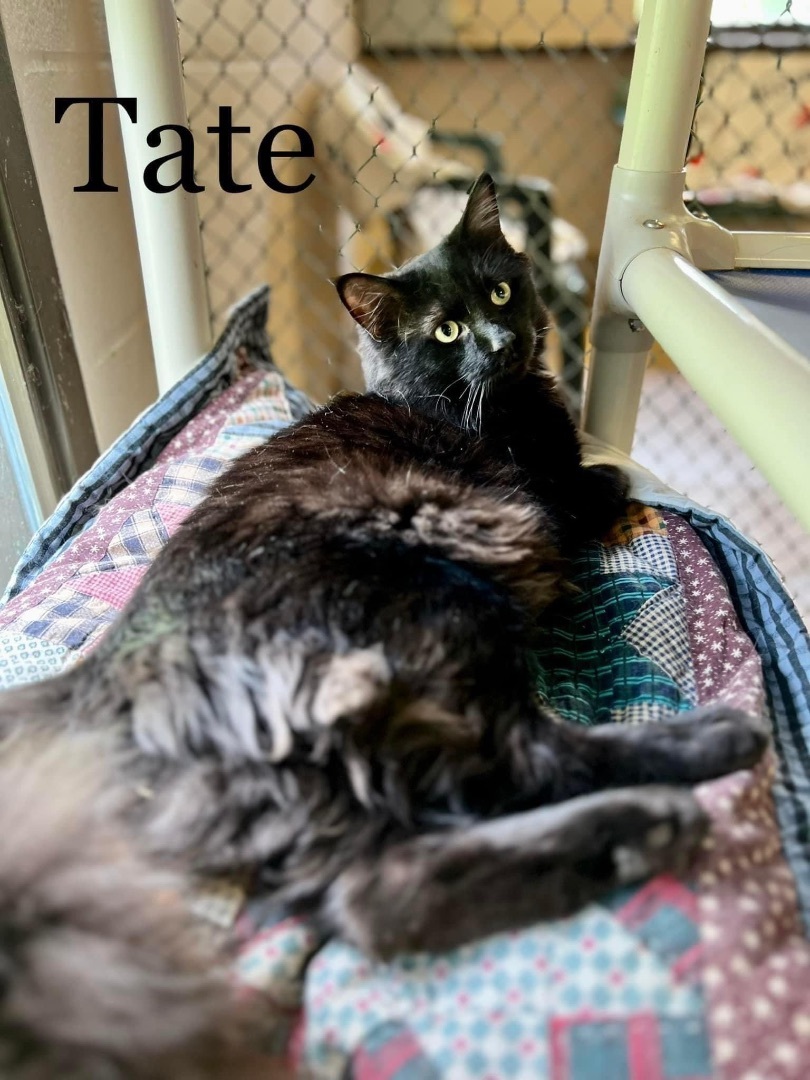 Tate, a Adoptable Domestic Medium Hair in Springfield, OH image 4/4