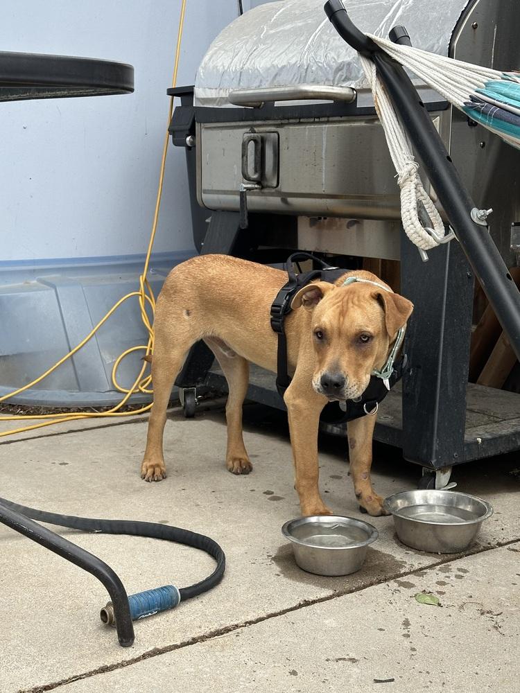 Enlarge Copper, a Adoptable mixed breed in Colorado Springs, CO image 2/6
