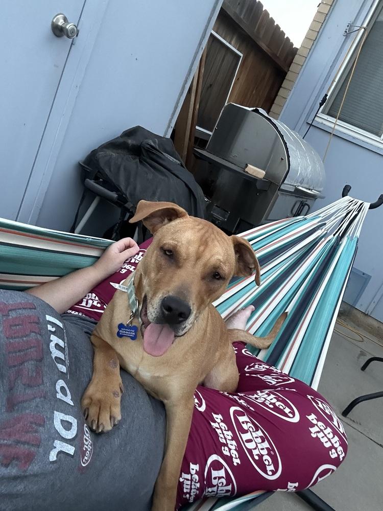 Enlarge Copper, a Adoptable mixed breed in Colorado Springs, CO image 3/6