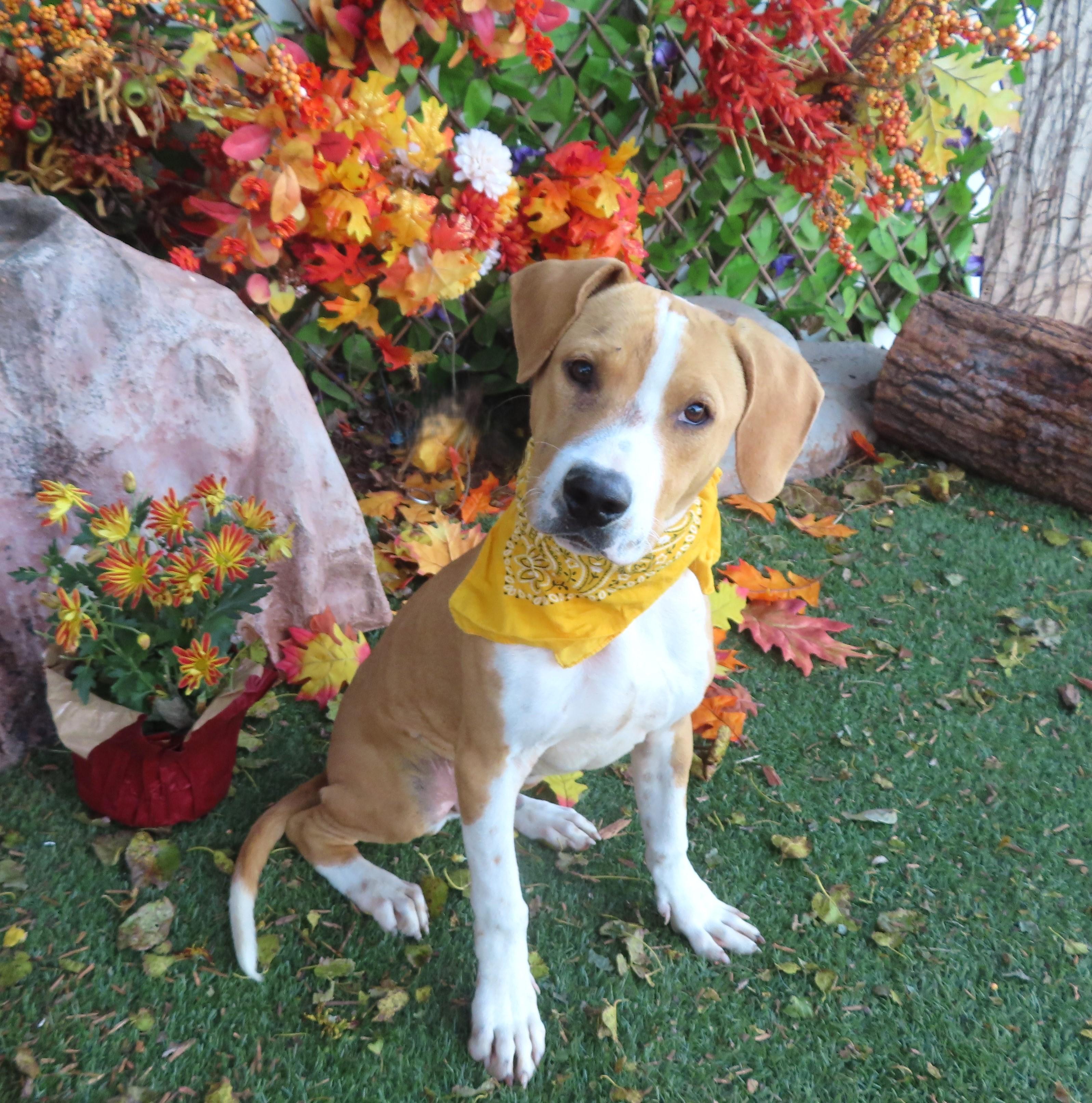 WALKER 465398 LovelyPUP!ReadyForAdoption!