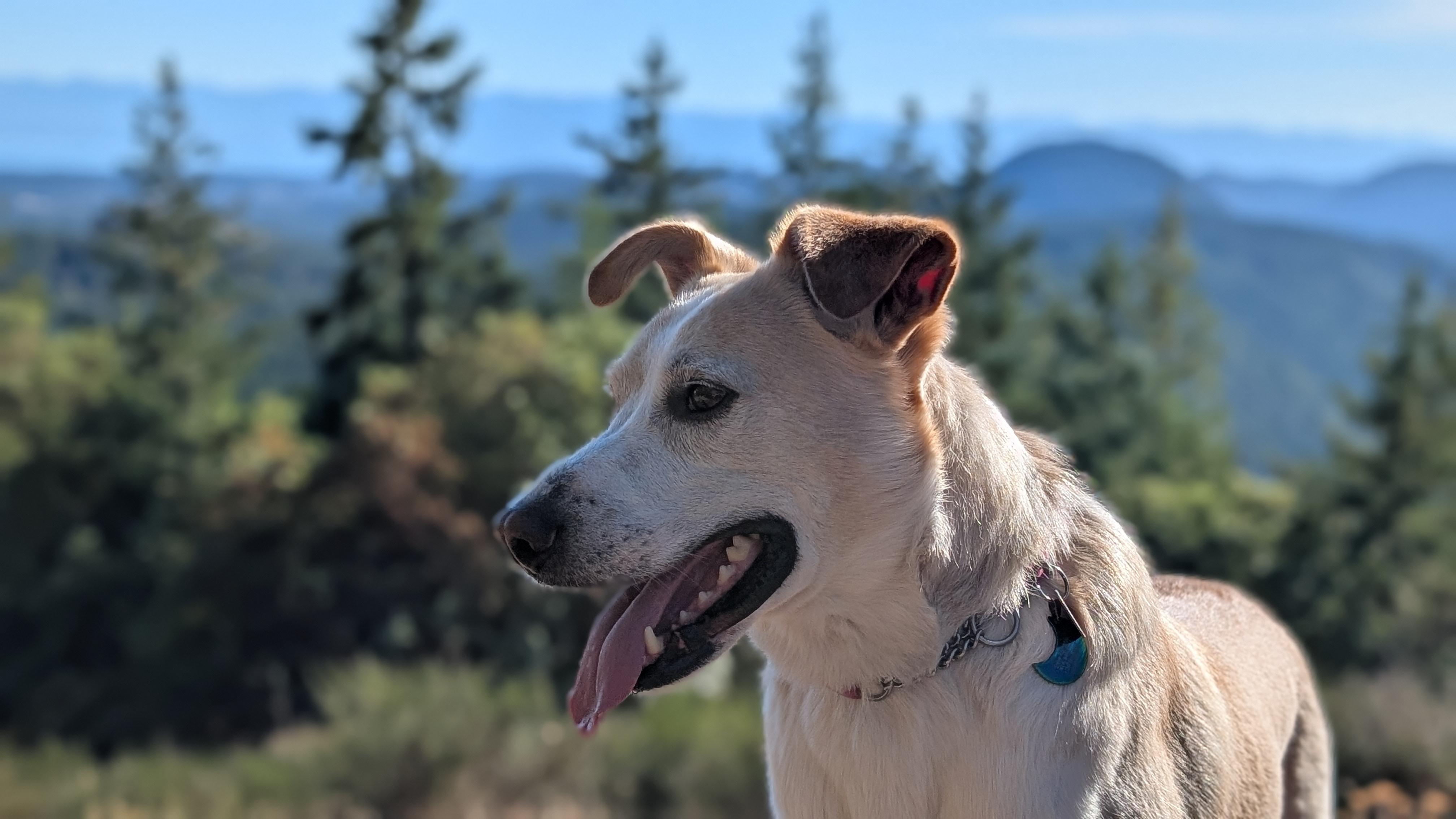 Enlarge Sam, a ADOPTABLE mixed breed in Lake Cowichan, BC image 3/4