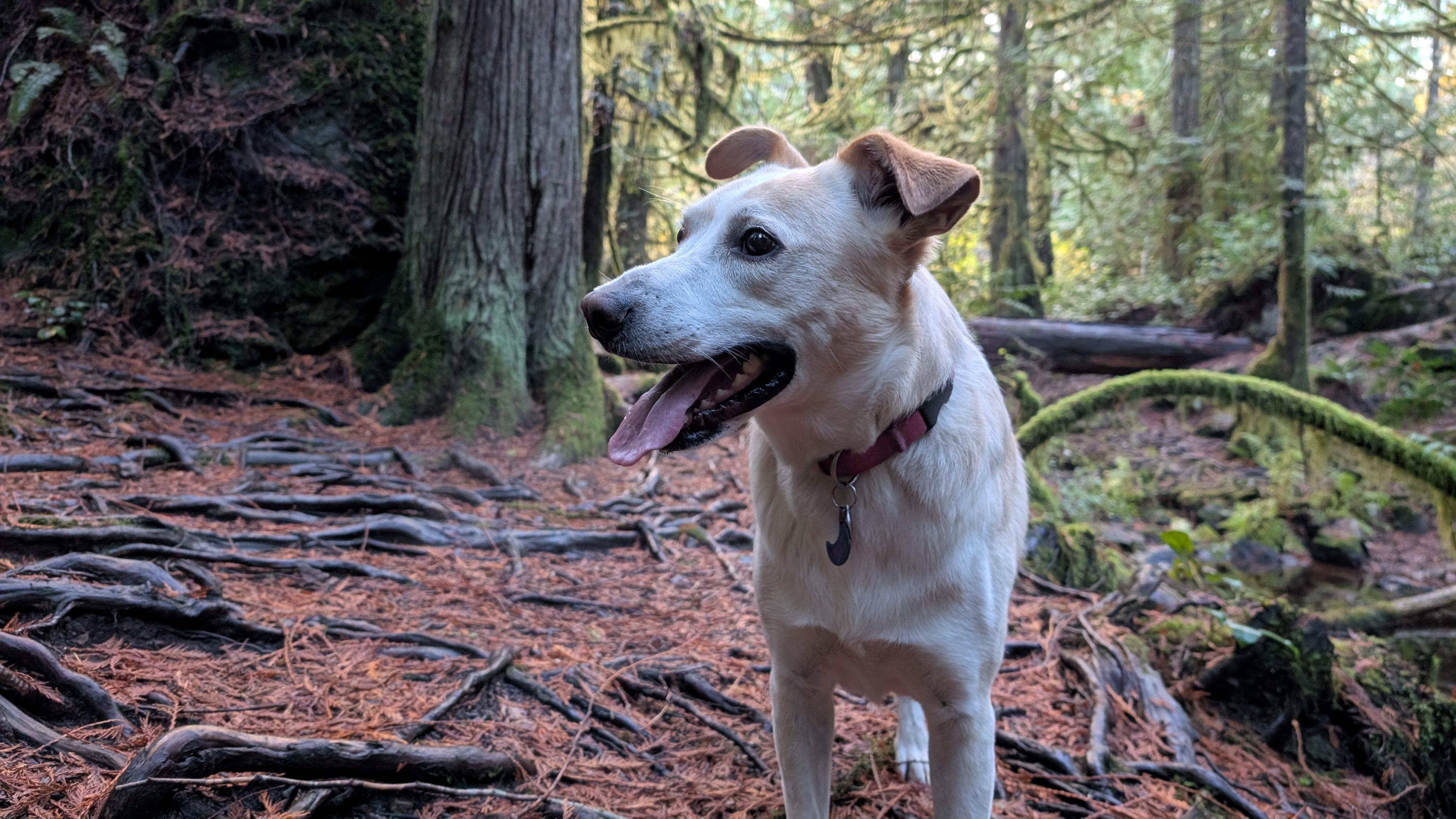 Enlarge Sam, a ADOPTABLE mixed breed in Lake Cowichan, BC image 2/4